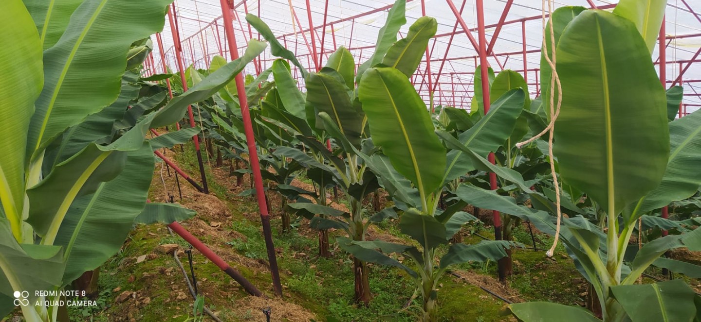 Banana Land  - Alanya